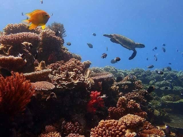 Ratu Kini Dive & Stay Isla Mana Exterior foto